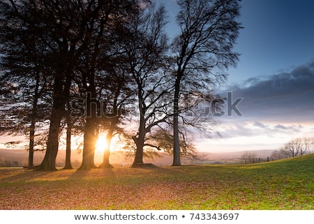 Foto d'archivio: Bare Tree In The Sunset