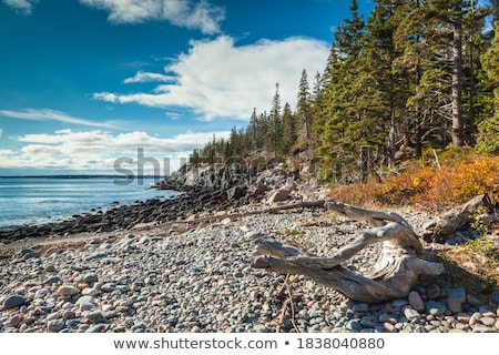 Foto stock: Drift Wood On The Beach