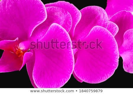 ストックフォト: Single Orchid Flower
