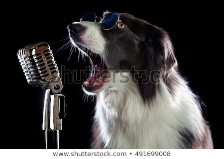 Foto d'archivio: Dog With Microphone