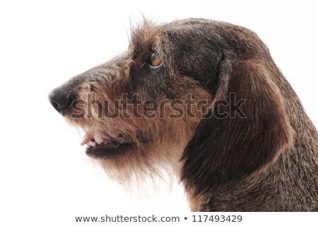 商業照片: Cute Wired Hair Dachshund In A Black Photo Studio