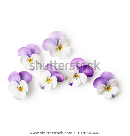 Stockfoto: Bunch Of Pansy Flowers