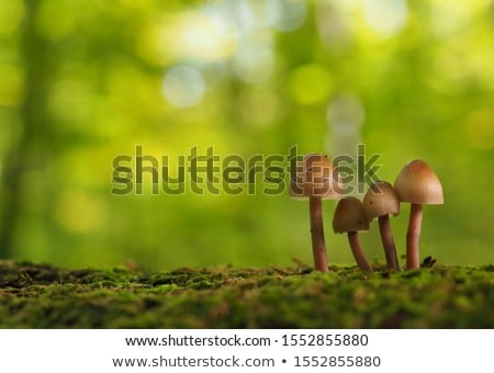 Stok fotoğraf: Mushroom Closeup Macro