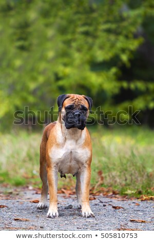 Stock foto: Puppy Bull Mastiff Playing