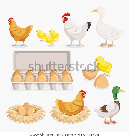 Foto stock: Hen Or Duck Egg On Straw