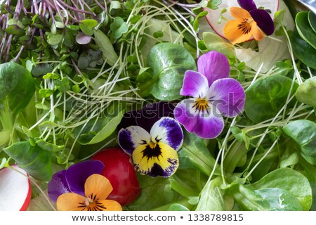 Stock fotó: Salad With Fresh Broccoli And Kale Microgreens