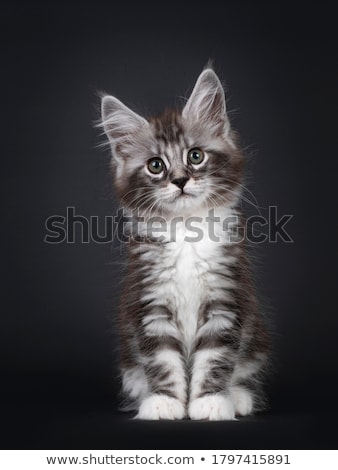 Stock photo: Black Tabby Maine Coon Kitten On Black