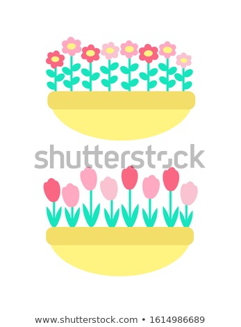 Сток-фото: Daisies And Marguerites Tulips Springtime Flowers