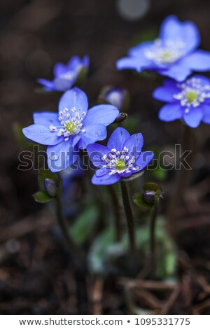 Stock fotó: Hepatica Nobilis Close Up