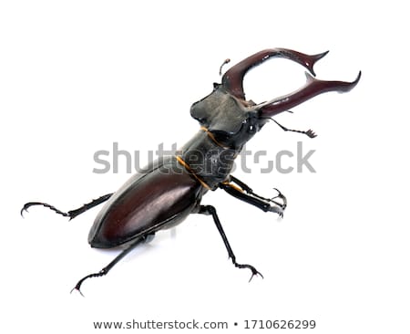 Stag Beetle [[stock_photo]] © cynoclub