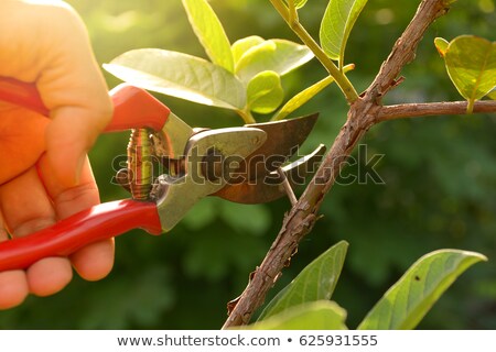 Stock foto: Branch And Pruning Shears