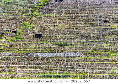 Stockfoto: Vineyards In Early Spring In The Wachau Area