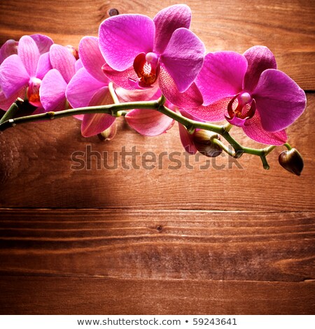 [[stock_photo]]: Purple Orchid Flower On Old Wooden Background