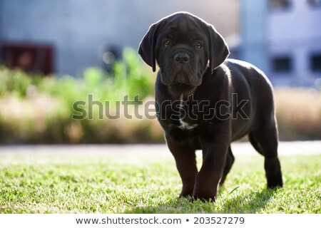 Stock photo: Studio Shot Of An Adorable Cane Corso