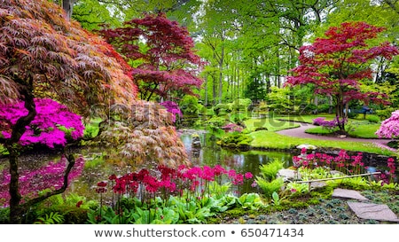 Foto stock: Japanese Garden In The Hague