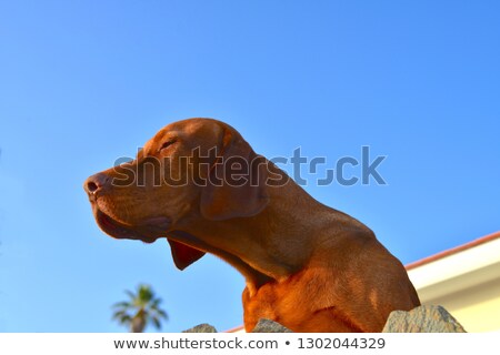 Zdjęcia stock: Staring Vizsla Dog With Blue Sky