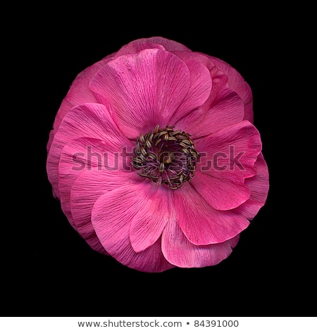 Сток-фото: Pink Poppies On A Black Background