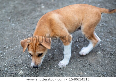 Сток-фото: Puppy Cairn Terrier Sitting On The Floor