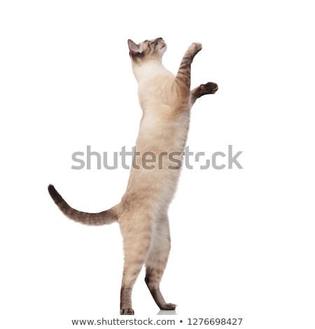 [[stock_photo]]: Curious Burmese Cat With Paw Raised Looks Up To Side