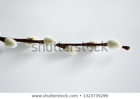 Foto d'archivio: Close Up Of Pussy Willow Branches Indoors