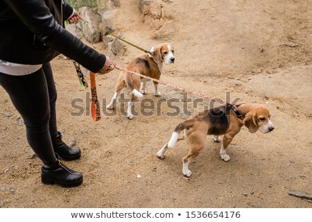 Сток-фото: Girl In Casualwear Holding Handmade Leashes Of Two Cute Purebred Puppies