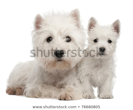 Stockfoto: Studio Shot Of Two Cute West Highland White Terrier