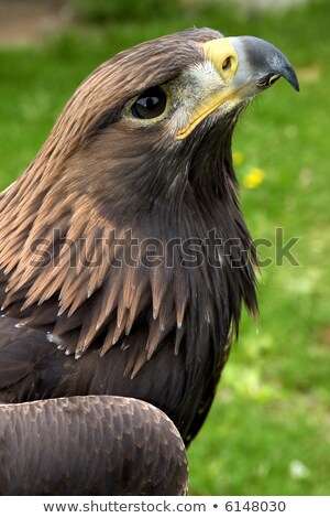 Foto stock: Portrait Of Brown Head Golden Eagle Aquila Chrysaetos Close Up Of Wild Bird