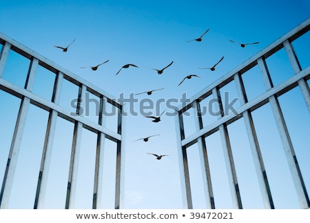 Stok fotoğraf: Fly Overcome The Difficult Gate