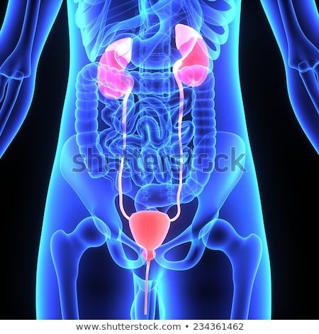 Stok fotoğraf: Male Urinary System