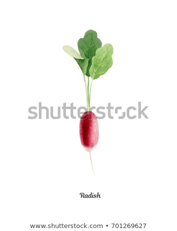 Stock foto: An Appetizing Red Radish