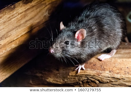 Foto stock: Rat