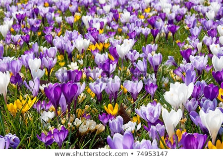 Stock fotó: A Lot Of Dutch Spring Crocus Flowers