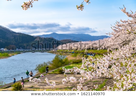 Stockfoto: Cherry Blossom And Blue Sky In Kakunodate