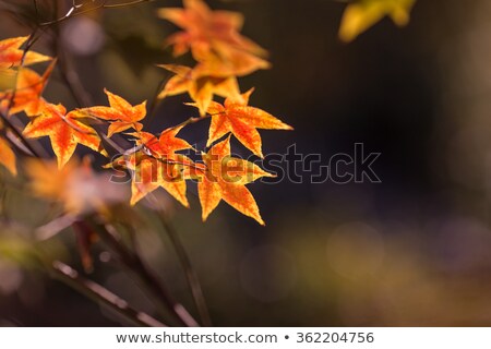 Stock fotó: Liquid Amber Tree Fall Leaves Backlit