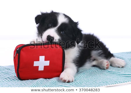 Сток-фото: First Aid Dog