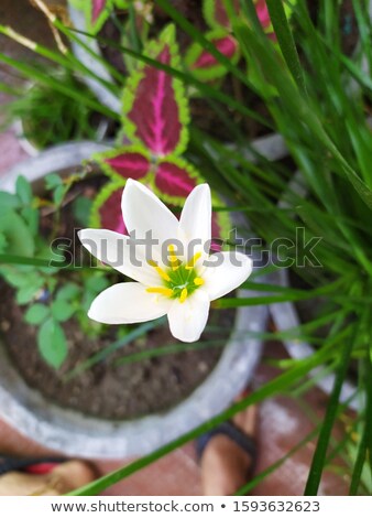 Stockfoto: Windflower Portrait