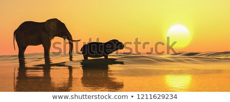 Foto stock: Hippopotamus At Sunset