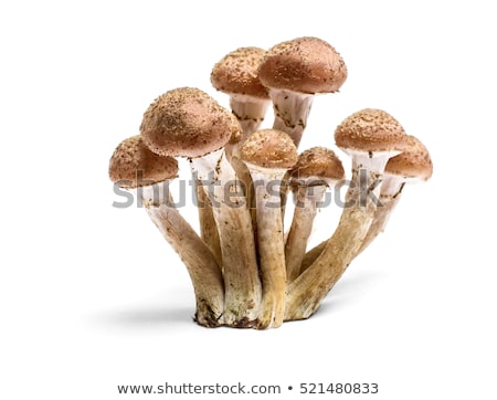 Сток-фото: Edible Wild Mushroom