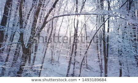 Stock foto: Mysterious Bare Winter Treetops In Fog