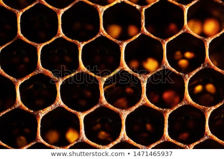 Сток-фото: Honeycomb Cells Closeup From Beehive