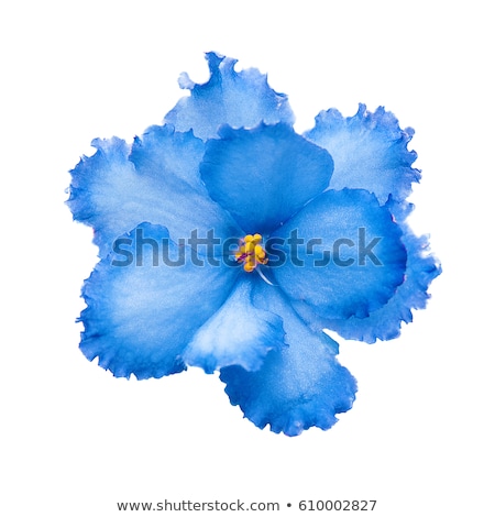 Stock photo: A Blooming Blue Flower