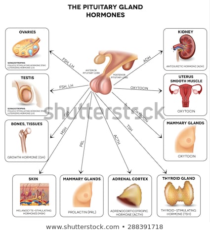 Stockfoto: Pituitary Gland Influenced Organs