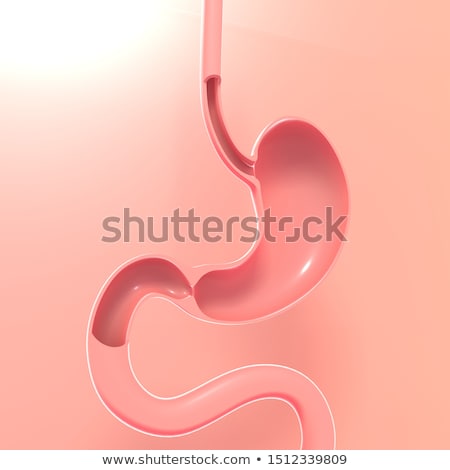 Foto stock: Small Intestine And Stomach Anatomy