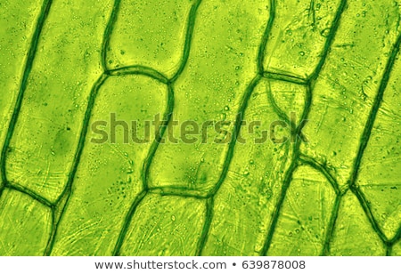 ストックフォト: Plant Cell Anatomy Scientific Background