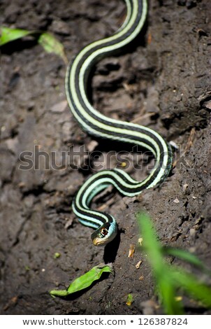 [[stock_photo]]: Coast Garter Snake