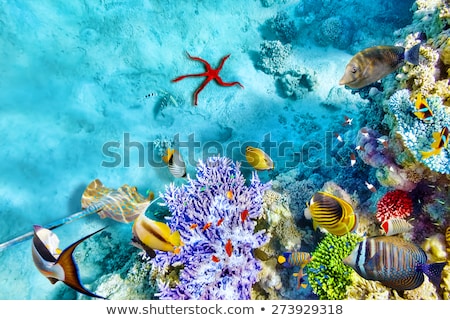 Foto d'archivio: Wonderful And Beautiful Underwater World With Corals And Tropical Fish