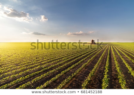 ストックフォト: Green Cultivated Soybean Field In Spring