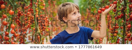 Foto stock: Portrait Of Cute Little Boy Holding Fresh Tomatoes Harvest In His Hands At Greenhouse And Smiling P