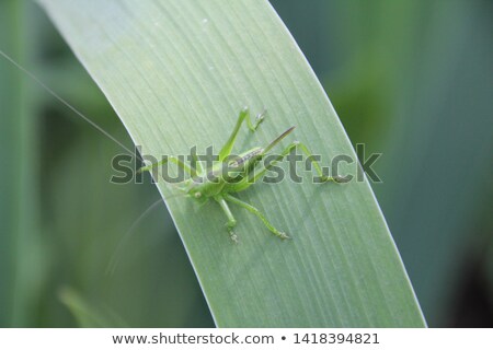 Foto stock: Small Green Grasshopper On The Grass