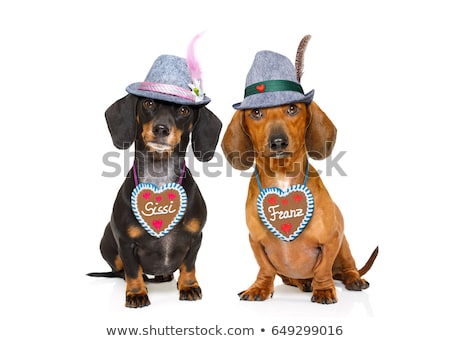 Foto d'archivio: Bavarian Beer Dachshund Sausage Dogs Couple Of Two